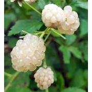 White Blackberry fruit seeds for planting - Heirloom & Non-GMO Garden seeds