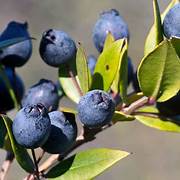 Black Myrtle fruit seeds for planting - Heirloom & Non-GMO Garden seeds