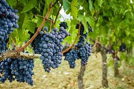 Uva Trepadoras seeds for planting - Heirloom & Non-GMO grape fruit vine garden seeds