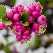 Rare Coralberry Symphoricarpos Orbiculatus fruit seeds for planting - Heirloom & Non-GMO Garden seeds, vibrant shrubs