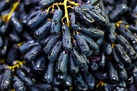 Moon Drops Grapes fruit seeds for planting - Heirloom & Non-GMO Garden seeds