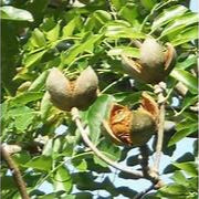 Khaya Senegalensis fruit seeds for planting – Heirloom & Non-GMO garden seeds, hardy trees for spacious gardens