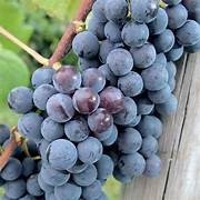 Fresh Dark Violet Grape Fruit Seeds for Planting - Heirloom & Non-GMO Garden Seeds