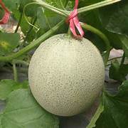 Melon fruit seeds for planting – Heirloom & Non-GMO garden seeds, sweet summer fruit for juicy harvests