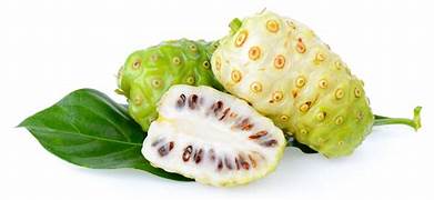 Fresh Noni fruit seeds for planting - Heirloom & Non-GMO Garden seeds, organic and easy-to-grow superfruit