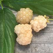 White Blackberry fruit seeds for planting - Heirloom & Non-GMO Garden seeds