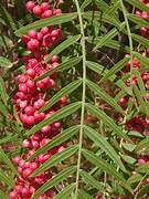 Schinus Molle fruit seeds for planting - Heirloom & Non-GMO Garden seeds