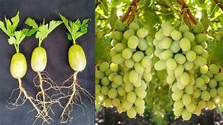 Moon Drop Green Seedless Grape Fruit Seeds for Planting – Heirloom & Non-GMO Sweet Garden Seeds