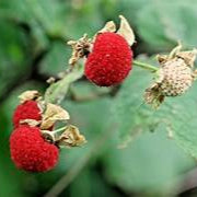 Thimbleberry fruit seeds for planting - Heirloom & Non-GMO garden seeds, wild tangy berries for gardens
