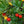Arbutus Bayberry fruit seeds for planting - Heirloom & Non-GMO garden seeds for orange shrub fruits