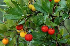 Arbutus Bayberry fruit seeds for planting - Heirloom & Non-GMO garden seeds for orange shrub fruits