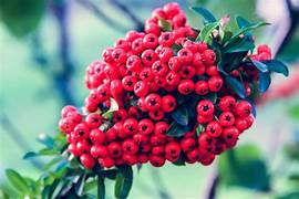 Scarlet Firethorn fruit seeds for planting - Heirloom & Non-GMO Garden seeds, tart berries for ornamental landscaping