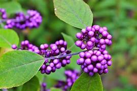 Purple Callicarpa Beautyberry fruit seeds for planting - Heirloom & Non-GMO vibrant landscape garden seeds
