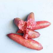 Rainforest Pearl Finger Lime fruit seeds for planting - Heirloom & Non-GMO Garden seeds, tangy citrus for gourmet use