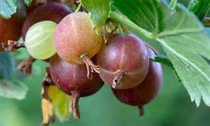 Gooseberry Whinhams Industry Fruit Seeds for Planting – Heirloom & Non-GMO Garden seeds, perfect for pies and preserves