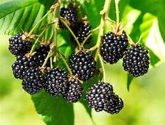 Blackberry fruit seeds for planting - Heirloom & Non-GMO Garden seeds, rich berry crop for home growers