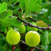 European Gooseberry fruit seeds for planting - Heirloom & Non-GMO Garden seeds rich in vitamin C fruits