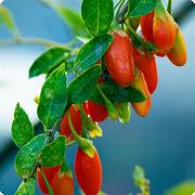 Goji Wolfberry fruit seeds for planting – Heirloom & Non-GMO nutritious superfood garden seeds