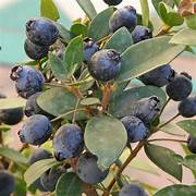 Black Myrtle fruit seeds for planting - Heirloom & Non-GMO Garden seeds