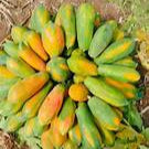 Taiwan Red Lady Papaya fruit seeds for planting - Heirloom & Non-GMO Garden seeds