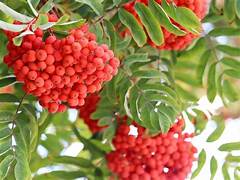 Rowan Mountain Ash tree seeds for planting - Heirloom & Non-GMO garden seeds for ornamental fruit trees