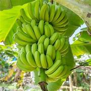 Light Green Banana fruit seeds for planting - Heirloom & Non-GMO garden seeds, rare tropical variety