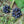Black Sarsaparilla herb seeds for planting - Heirloom & Non-GMO Garden seeds