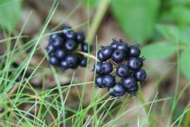 Black Sarsaparilla herb seeds for planting - Heirloom & Non-GMO Garden seeds