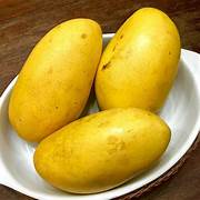 Carabao Mango fruit seeds for planting - Heirloom & Non-GMO Garden seeds