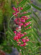 Schinus Molle fruit seeds for planting - Heirloom & Non-GMO Garden seeds