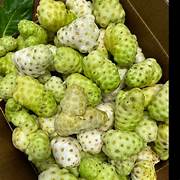 Fresh Noni fruit seeds for planting - Heirloom & Non-GMO Garden seeds, organic and easy-to-grow superfruit