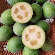 Pineapple Guava fruit seeds for planting – Heirloom & Non-GMO delicious tropical garden seeds