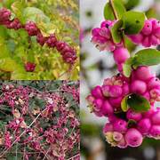 Rare Coralberry Symphoricarpos Orbiculatus fruit seeds for planting - Heirloom & Non-GMO Garden seeds, vibrant shrubs
