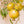 Yellow Pomegranate fruit seeds for planting - Heirloom & Non-GMO garden seeds for exotic juicy harvests