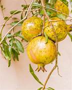 Yellow Pomegranate fruit seeds for planting - Heirloom & Non-GMO garden seeds for exotic juicy harvests