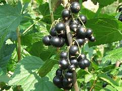 Black Gooseberry Fruit Seeds for Planting – Heirloom & Non-GMO Garden seeds, tart berries ideal for desserts