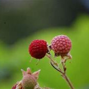Thimbleberry fruit seeds for planting - Heirloom & Non-GMO garden seeds, wild tangy berries for gardens
