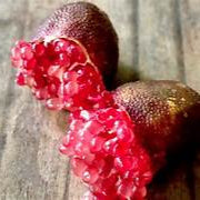 Rainforest Pearl Finger Lime fruit seeds for planting - Heirloom & Non-GMO Garden seeds, tangy citrus for gourmet use