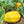 Yellow Korean Melon fruit seeds for planting – Heirloom & Non-GMO garden seeds for sweet summer harvests