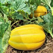 Yellow Korean Melon fruit seeds for planting – Heirloom & Non-GMO garden seeds for sweet summer harvests