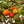 Arbutus fruit seeds for planting - Heirloom & Non-GMO Garden seeds, rare light yellow trees for garden beauty