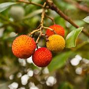 Arbutus fruit seeds for planting - Heirloom & Non-GMO Garden seeds, rare light yellow trees for garden beauty