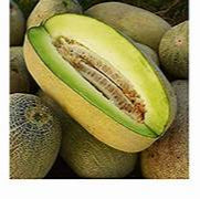 Bateekh Samara Melon fruit seeds for planting – Heirloom & Non-GMO garden seeds, sweet refreshing variety