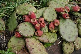 Opuntia Humifusa plant seeds for planting - Heirloom & Non-GMO Garden seeds