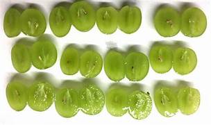 Moon Drop Green Seedless Grape Fruit Seeds for Planting – Heirloom & Non-GMO Sweet Garden Seeds