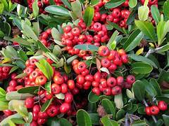 Scarlet Firethorn fruit seeds for planting - Heirloom & Non-GMO Garden seeds, tart berries for ornamental landscaping