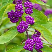 Purple Callicarpa Beautyberry fruit seeds for planting - Heirloom & Non-GMO vibrant landscape garden seeds