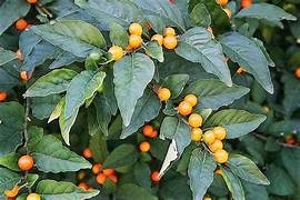 Jerusalem Cherry seeds for planting - Heirloom & Non-GMO ornamental fruit garden seeds