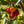 Arbutus fruit seeds for planting - Heirloom & Non-GMO Garden seeds, rare light yellow trees for garden beauty