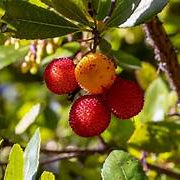 Arbutus fruit seeds for planting - Heirloom & Non-GMO Garden seeds, rare light yellow trees for garden beauty